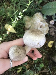 Fungi