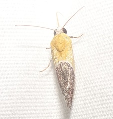 Ponometia clausula