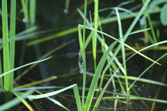 Lestes dryas