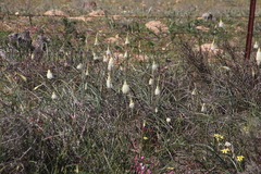 Bulbinella eburniflora