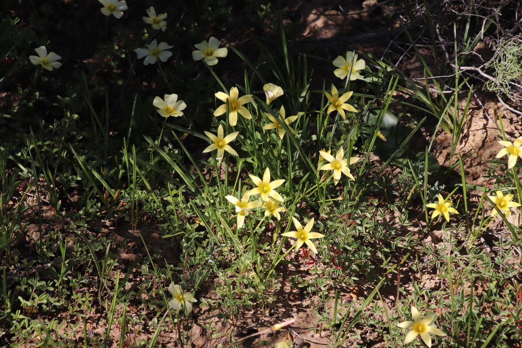 Romulea hirta, Old Wagon Route, nw of Nieuwoudtville, Bokkeveld
