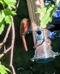 Cardinalis cardinalis