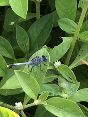 Diplacodes trivialis