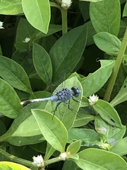 Diplacodes trivialis