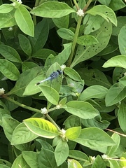 Diplacodes trivialis