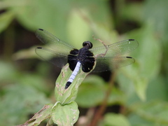 Erythrodiplax unimaculata