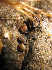 Micrelenchus tessellatus