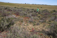Romulea sabulosa
