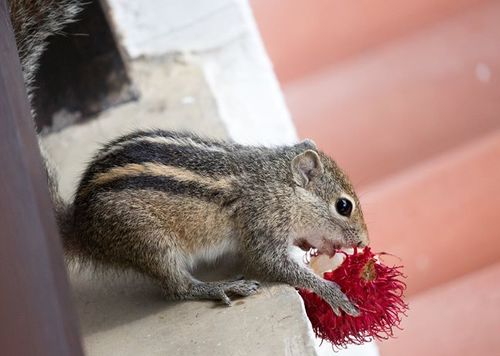 Indian Palm Squirrel