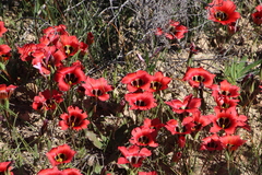 Romulea sabulosa