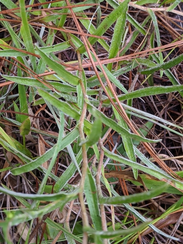 Image of Pityopsis flexuosa by (c) Scott Allen Davis, some rights reserved (CC BY)