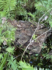 Deparia petersenii