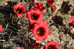 Romulea sabulosa