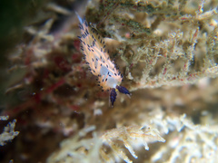 Favorinus tsuruganus