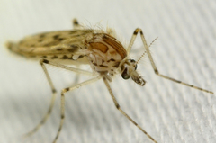 Chaoborus astictopus