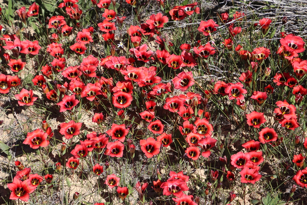 Romulea sabulosa, Old Wagon Route, nw of Nieuwoudtville, Bokkeveld