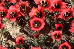 Romulea sabulosa