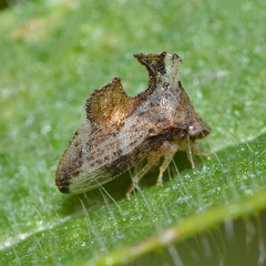 Entylia carinata