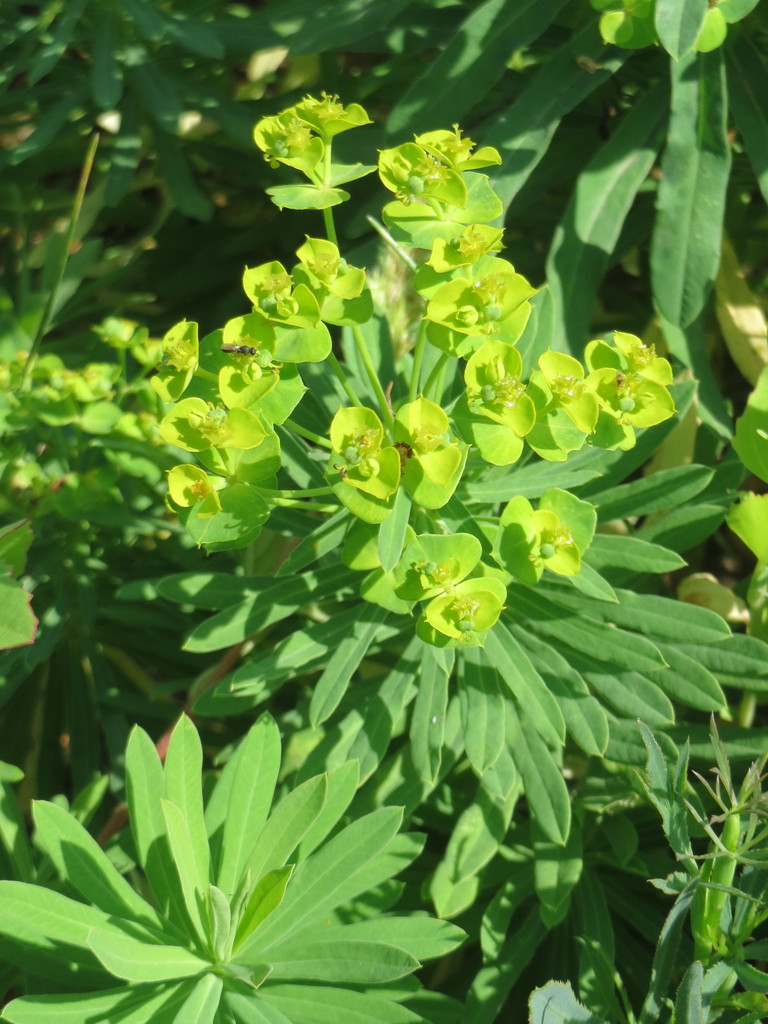 Leafy Spurge (Black Hills Invasive Plant Guide) · iNaturalist