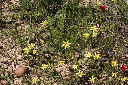 Image of Romulea hirta by (c) Tony Rebelo, some rights reserved (CC BY-SA)
