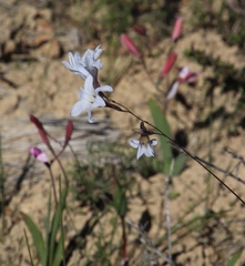 Ixia rapunculoides
