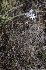 Ixia rapunculoides