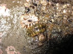 Plaxiphora caelata