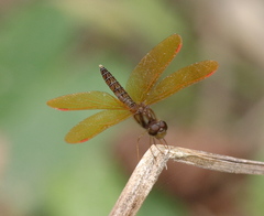 Perithemis domitia
