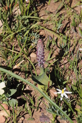 Lachenalia elegans