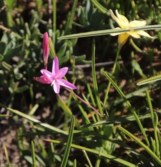 Hesperantha pauciflora