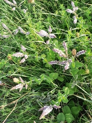 Mentha × rotundifolia