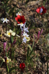 Ixia rapunculoides