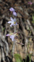 Ixia rapunculoides