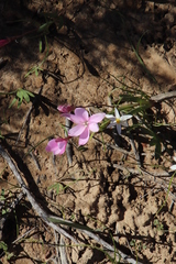 Hesperantha pauciflora