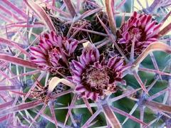 Ferocactus recurvus