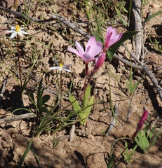 Hesperantha pauciflora