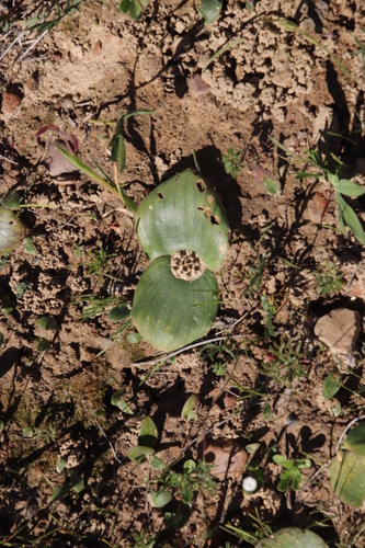 Image of Massonia pseudoechinata by (c) Tony Rebelo, some rights reserved (CC BY-SA)