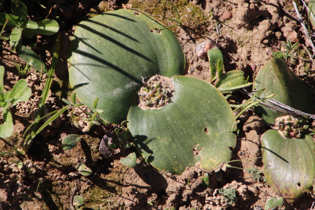 Massonia pseudoechinata, Old Wagon Route, nw of Nieuwoudtville, Bokkeveld