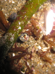 Micrelenchus tessellatus