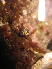 Micrelenchus tessellatus