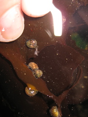 Micrelenchus tessellatus