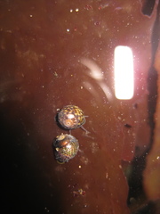 Micrelenchus tessellatus