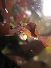 Micrelenchus tessellatus