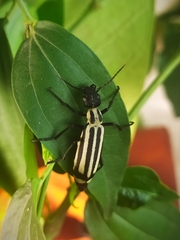 Epicauta niveolineata