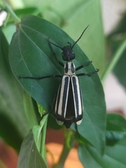 Epicauta niveolineata