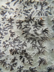 Phaeographis dendritica