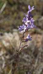 Ixia rapunculoides