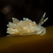 Eubranchus pallidus - Photo (c) Jeff Goddard,  זכויות יוצרים חלקיות (CC BY-NC)