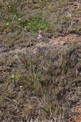 Ixia rapunculoides