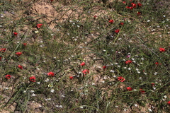 Pauridia serrata albiflora